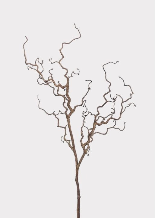 A tall bare branch with irregular forked stems.